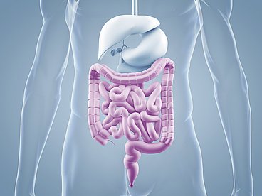 Magen-Darm-Trakt Hier sieht man den Magen-Darm-Trakt. © 3D_c_ag_visuell - fotolia.de