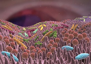 Die Darmflora ist teil des Immunsystems Hier sieht man die Darmflora die über der Darmbarriere liegt. Hier im Darm liegen 70-80% des Immunsystems. © Alex/adobe.stock.com