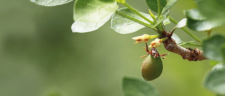 Hier sieht man die Frucht des Myrrhebaums mit Blättern.