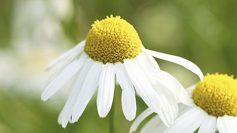 Hier sieht man eine Kamillenblüte mit ihrem typischen gewölbten gelben Blütenboden und weißen Blütenblättern. 