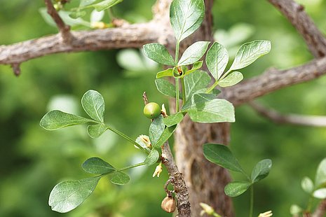Hier sieht man den Fruchtstand der Myrrhe, der sich als rot-grüne Beeren an den Ästen rund um die Blätter darstellt.