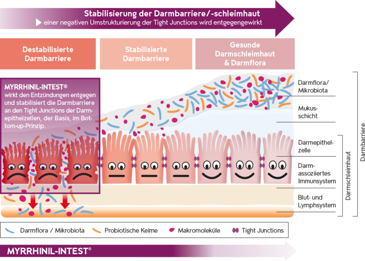 Die Darmbarriere bei Einnahme von MYRRHINIL-INTEST Hier sieht man die verschiedenen Ebenen der Darmbarriere.