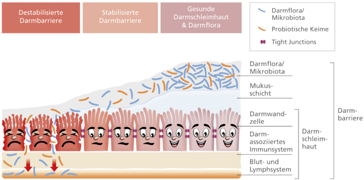 Hier sieht man die verschiedenen Ebenen der Darmbarriere.